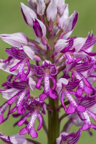 orchis militaris