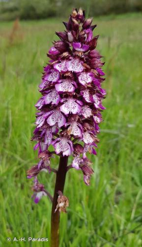 orchis purpurea