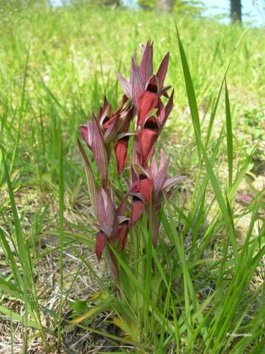 serapias vomeracea