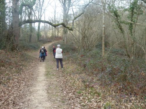 Bois d'Ostabat