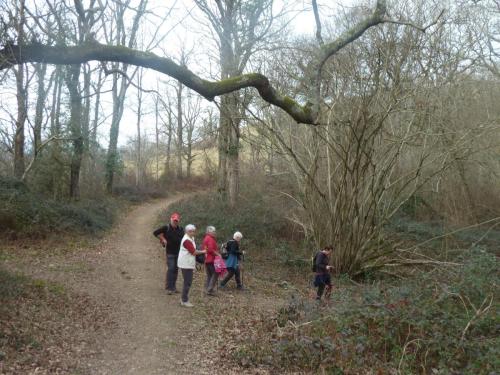Bois d'Ostabat