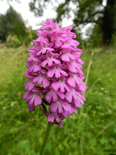 anacamptia pyramidalis
