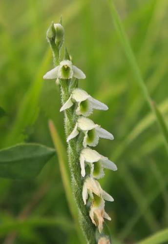 spiranthes spiralis