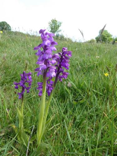 anacamptis mono