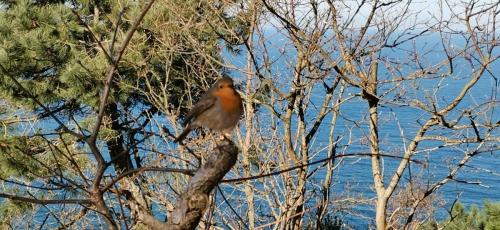 oiseau